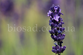 Лаванда Англійська Дварф Блу (Dwarf Blue), фото 4