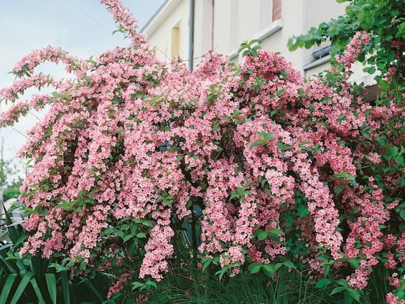 Вейгела "Рожеа" (Rosea)