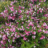 Вейгела квітуча "Рожева", фото 2