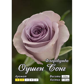 Роза Оушен Сонг (Ocean Song) чайно-гібридна, фото 4