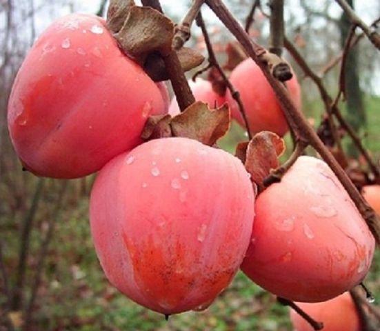 Саджанці хурми МІДЕР (дворічний)