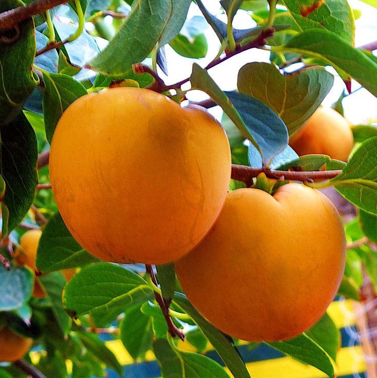 Саджанці хурми УКРАЇНКА (дворічний), фото 1