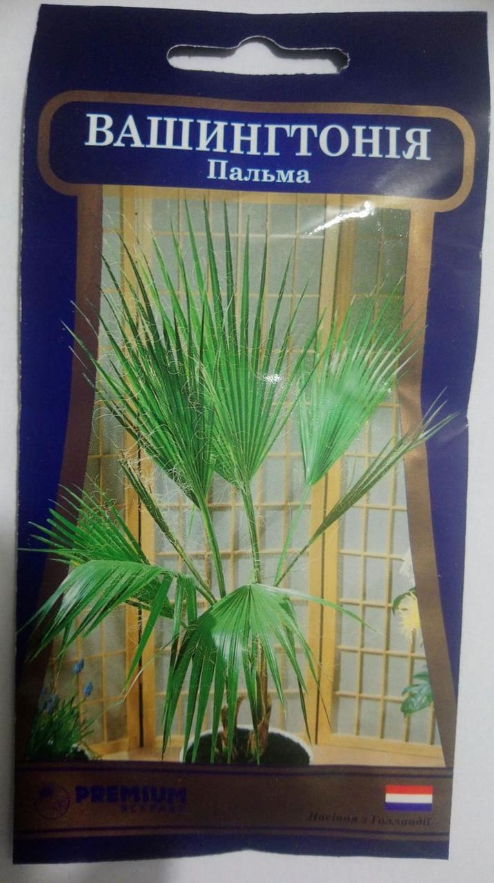 Пальма XVрія (5 насіння в оболонці) Яскраві