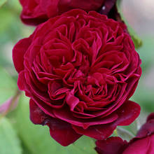 Троянда паркова (шраб) Бісантенер де Гіє (Bicentenaire de Guillot)