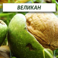 Велетень