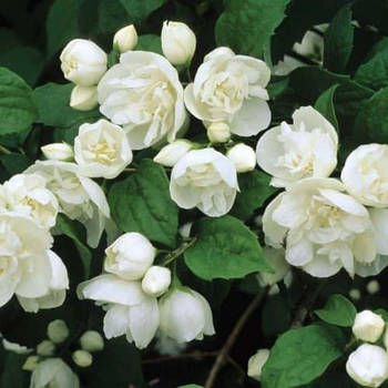 Саджанці Чубушника (жасмин махровий) Глетчер (Philadelphus glacier)