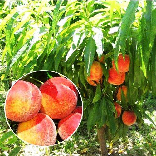 Саджанці колоновидного персика Балконелла (двохрічна), фото 1