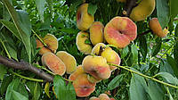 Саженцы персика инжирный Бельмондо (однолетний)