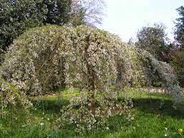 Слива наземна Depressa Prunnus Pumila, фото 1