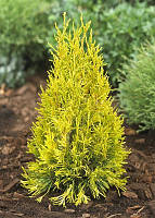 Туя складчаста Фореве Голді (Thuja plicata Forever Goldy) h-20-30 см у контейнері С3 л