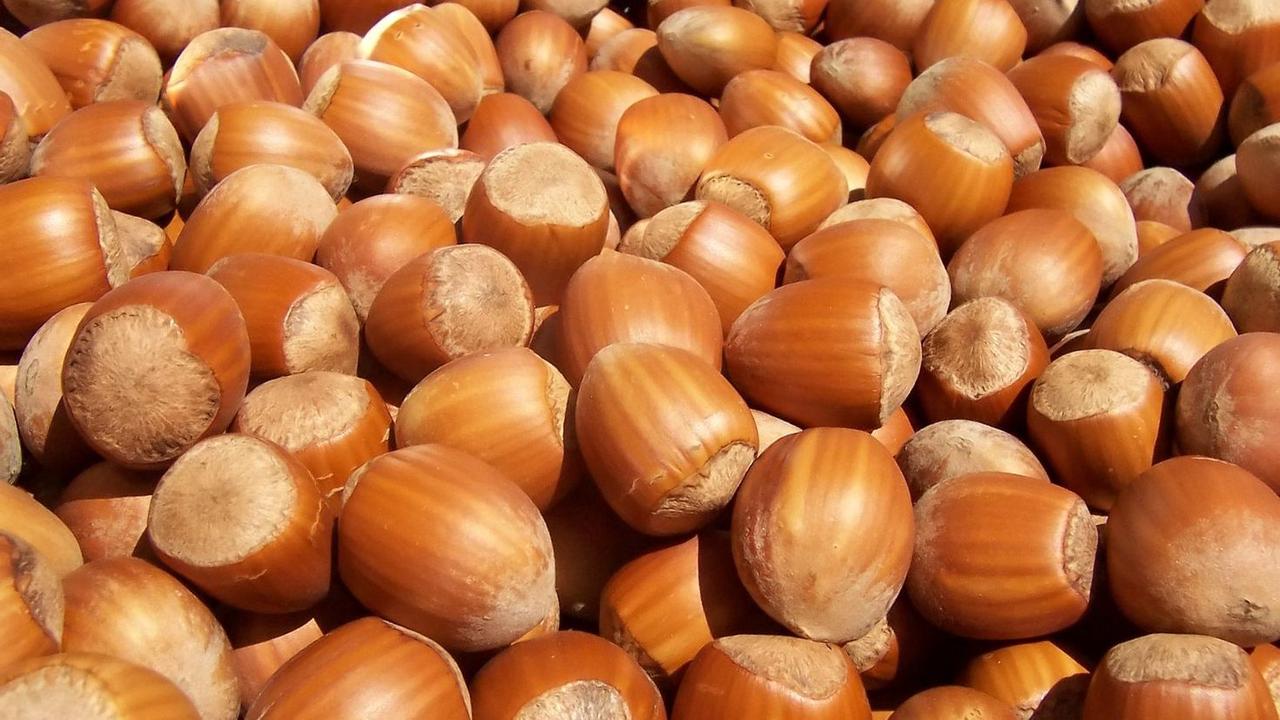 Фундук "Анапський" (Anapa) (преміальний, морозостійкий сорт)