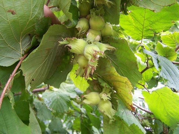 Фундук кубанський "Адигейський" (Adyghe) (преміальний, морозостійкий сорт), фото 1