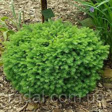 Ялина сербська Карел С2 (picea omorika karel), фото 1