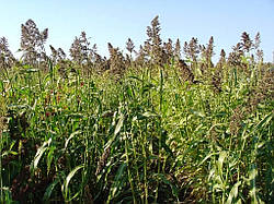 Суданка трава суданська насіння (мішок 25 кг)
