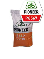 Насіння кукурудзи Пионер P8567 (Brevant) ФАО - 290