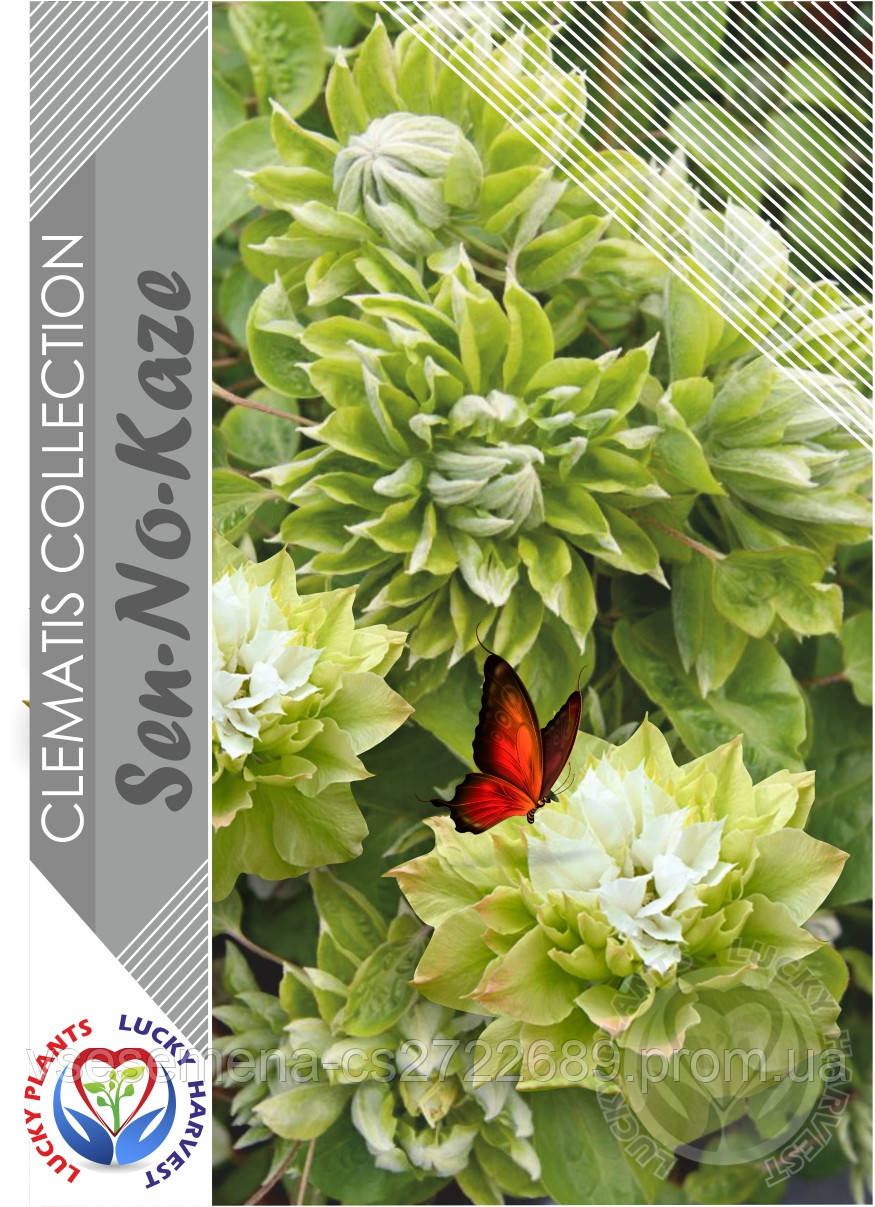 Клематис 'Sen-no-Kaze' (Сен-но-Казе) ТМ LUCKY HARVEST Возраст 1+(2-я ...