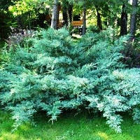 Саженцы Можжевельника виргинского Хетц (Juniperus virginiana Hetz)