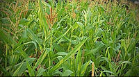 Семена кукурузы кормовой Любава посевной на сидераты