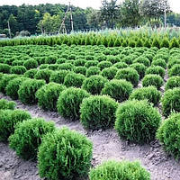 Саженцы Туи западной Хосери (Thuja occidentalis Hoseri)