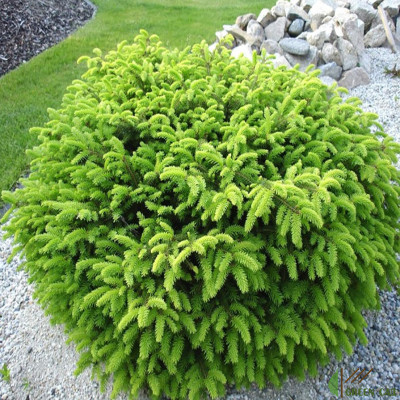 Саджанці Ялини звичайної Нидиформис (Picea abies Nidiformis)