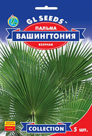Семена пальма Вашингтония 5 шт, GL Seeds