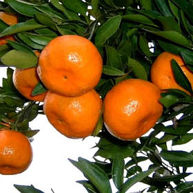 Предзаказ Весна 2022 Саженцы мандарина Михо Васе (Citrus Miho Wase)