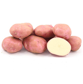 Насіннєву картоплю Рудольф 1 репродукція 2,5 кг
