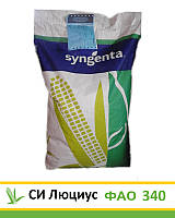 СІ Люціус, ФАО 340, насіння кукурудзи Syngenta (Сінгента)