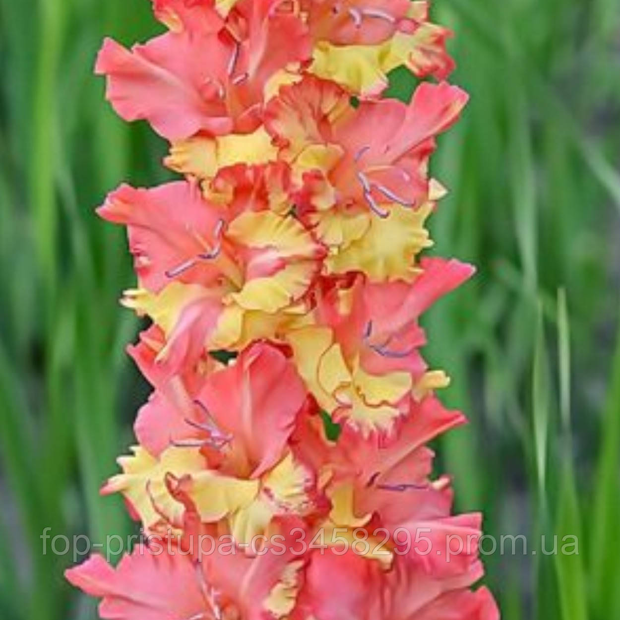 Купить Гладиолус Чебурашка, цена 20 грн — Prom.ua (ID#1576447000)