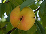 Саджанці персика інжировий Бельмондо (дворічний), фото 2