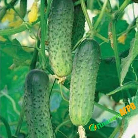 Семена огурца Мамай из проф банки, 10 г
