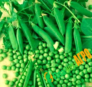 Насіння гороху Муцио, 100 000 шт, Syngenta (Сингента), Голландія