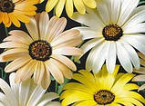 Насіння квітів Диморфотека "Тетра", біла, 0.3 г, "Насіння України" Україна, фото 2
