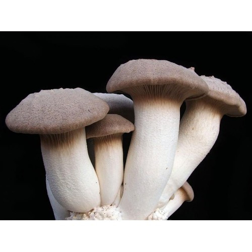 Мицелий грибов, Белый степной, 20шт - фото 2 - id-p1212816066