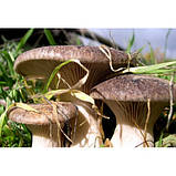 Міцелій грибів, Білий степовий, 20шт, фото 3