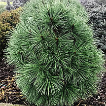 Сосна Джефрі Джоппі на штамбі / h 120-175 / Pinus jeffreyi Joppi, фото 4