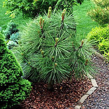 Сосна Джефрі Джоппі на штамбі / h 120-175 / Pinus jeffreyi Joppi, фото 2