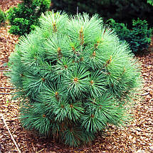 Сосна Джефрі Джоппі на штамбі / h 120-175 / Pinus jeffreyi Joppi, фото 3