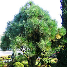 Сосна Джефрі Джоппі на штамбі / h 120-175 / Pinus jeffreyi Joppi, фото 5
