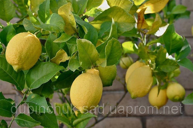 Саджанці Лимона