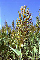 Семена суданской травы (Сорго суданское) на сидераты, 5 кг
