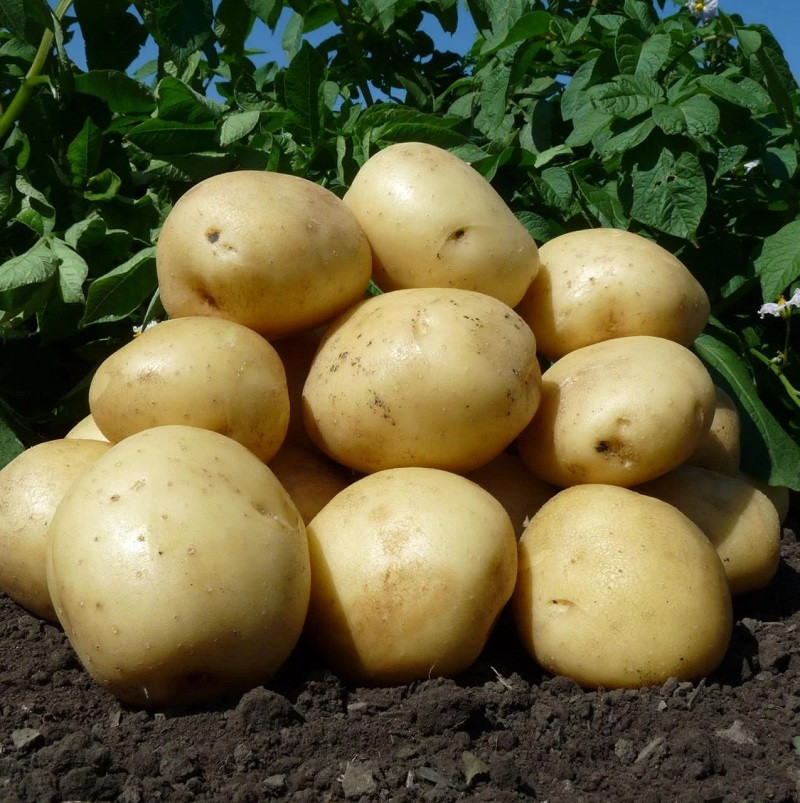Передзамовлення Весна 2022 Насіннєву картоплю Арізона 1 репродукція 5 кг