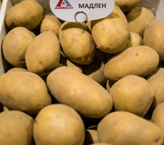 Передзамовлення Весна 2022 Картоплю насіннєву Мадлен 1 репродукція 5 кг