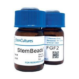 StemBeads FGF2 - 3мл BX626