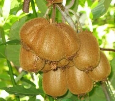 Саженцы киви Хейворд