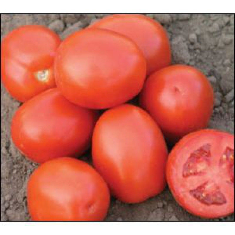 Насіння томату сортового Ріо Фуего ,10 грамів на вагу з проф