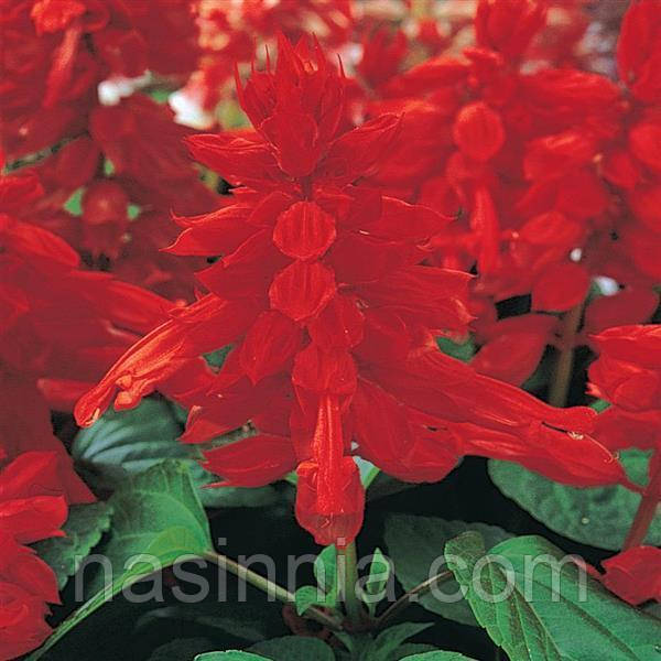 Salvia splendens Сальвія Кампай Deep Red 250 насінин
