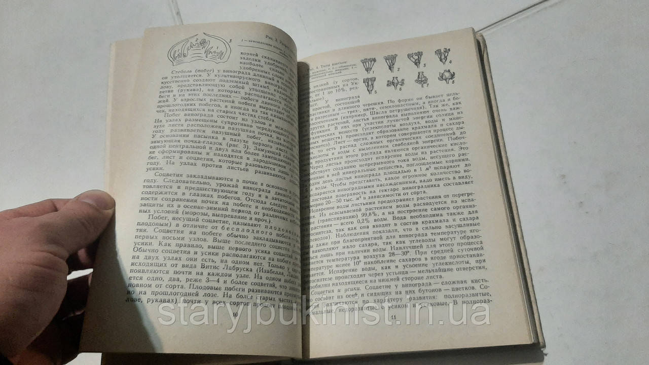 Настольная книга виноградаря Н.Коваль - фото 6 - id-p1576682993