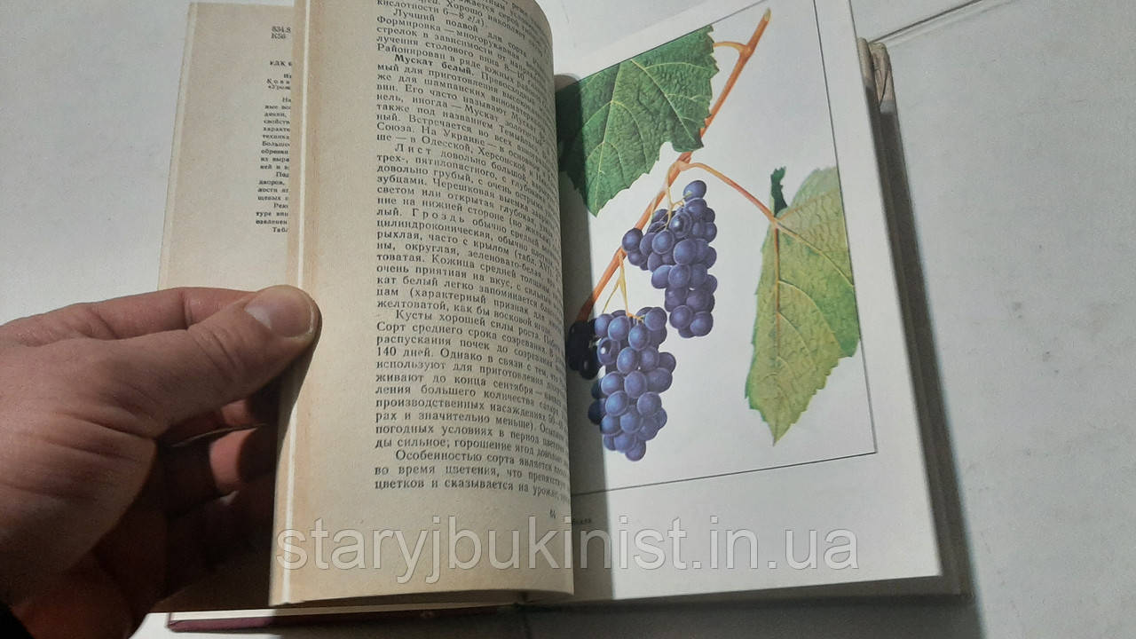 Настольная книга виноградаря Н.Коваль - фото 7 - id-p1576682993