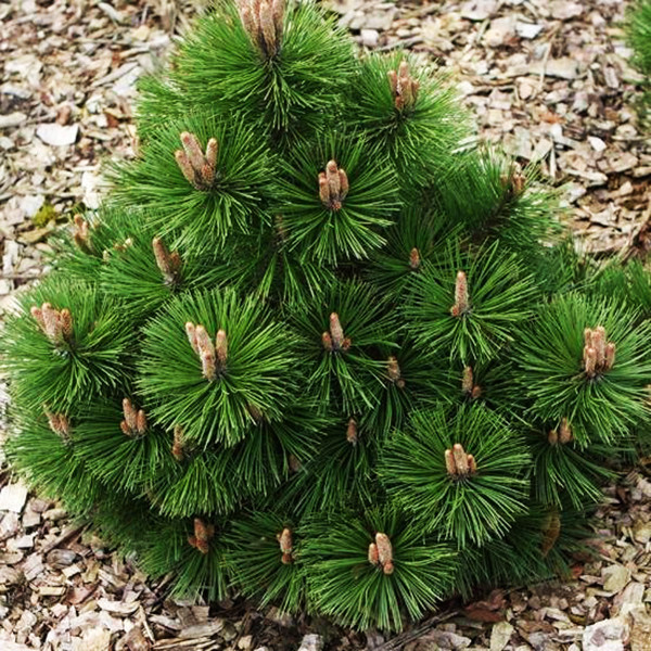 Сосна чорна Хельга / h 20-30 / Pinus nigra Helga